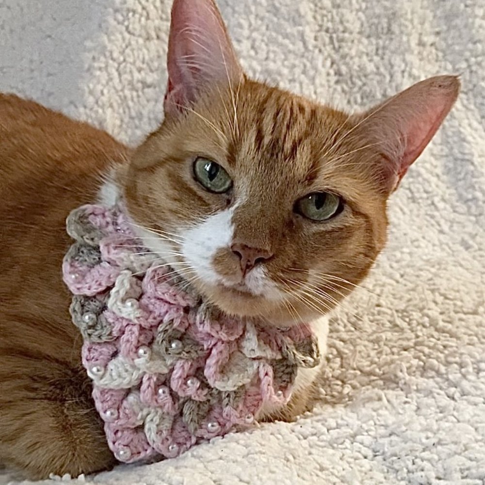 Tie- on Crocheted Pet Bandana for small dog or cat